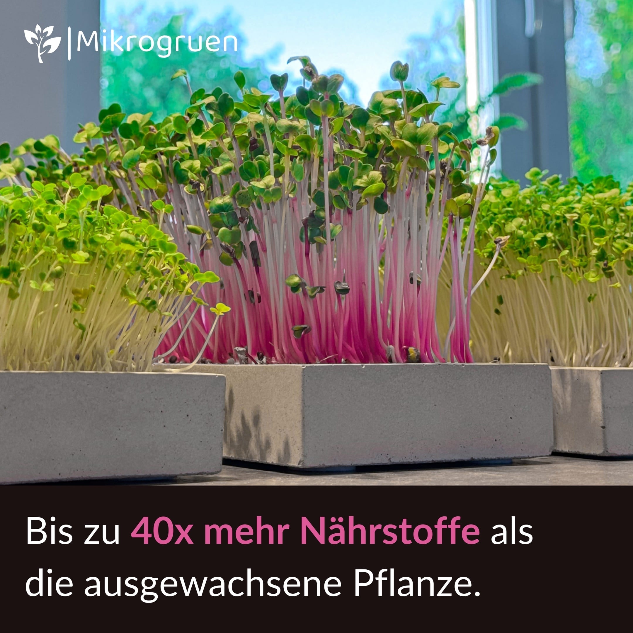 Microgreens Refill Kit