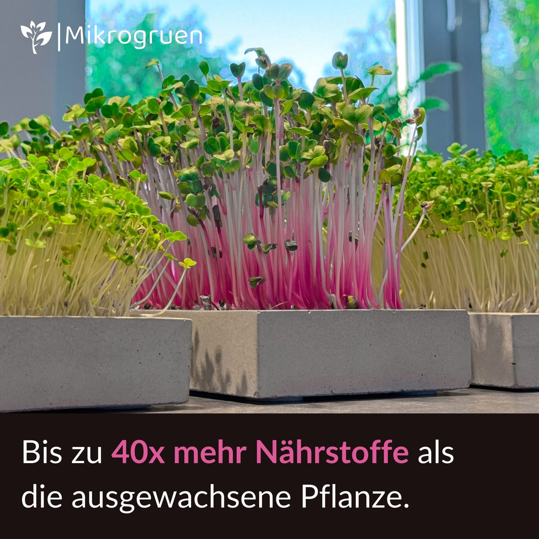 Microgreens Refill Kit