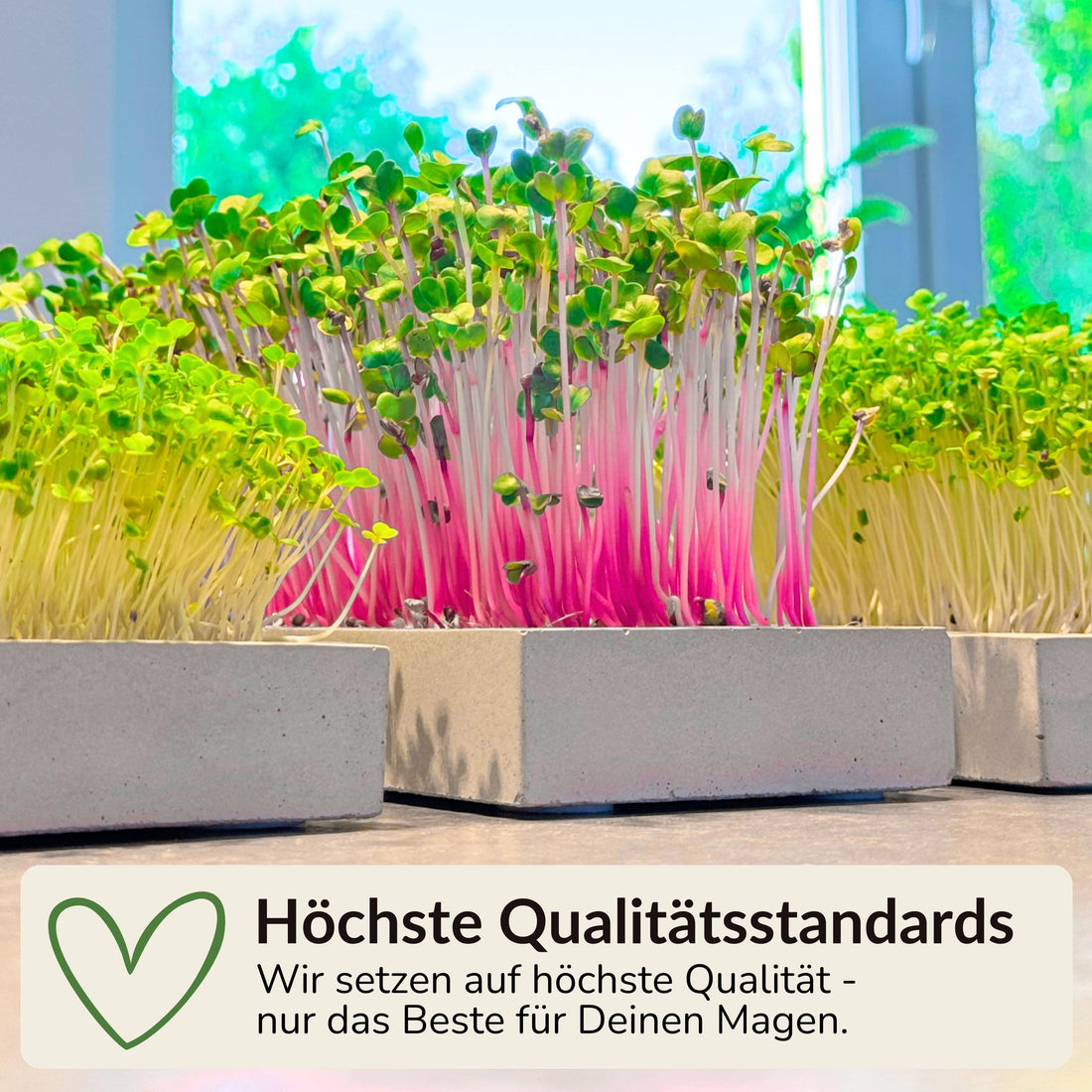 Microgreens Mini Set