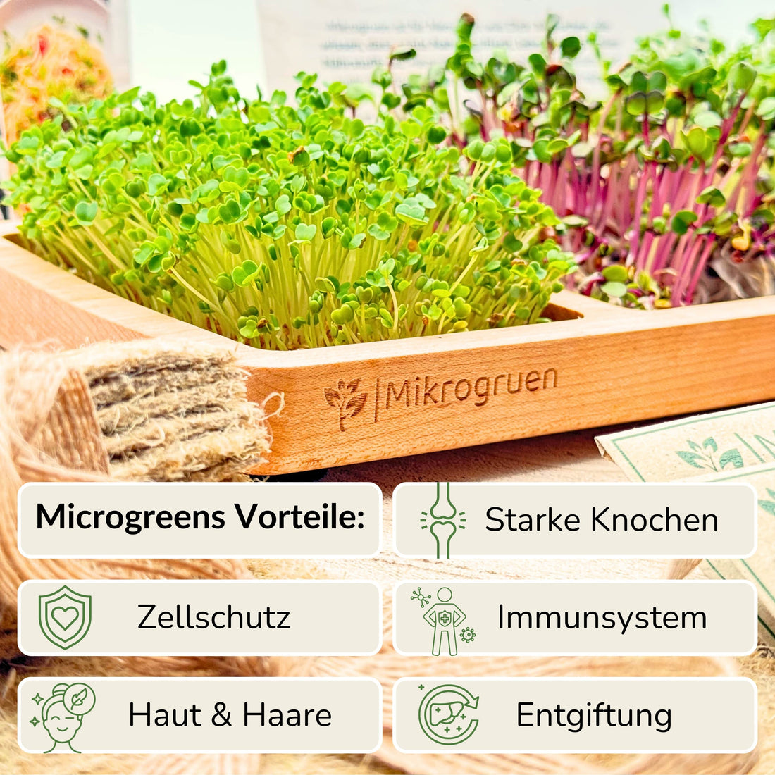 Microgreens Grow Kit - Real Wood Dream