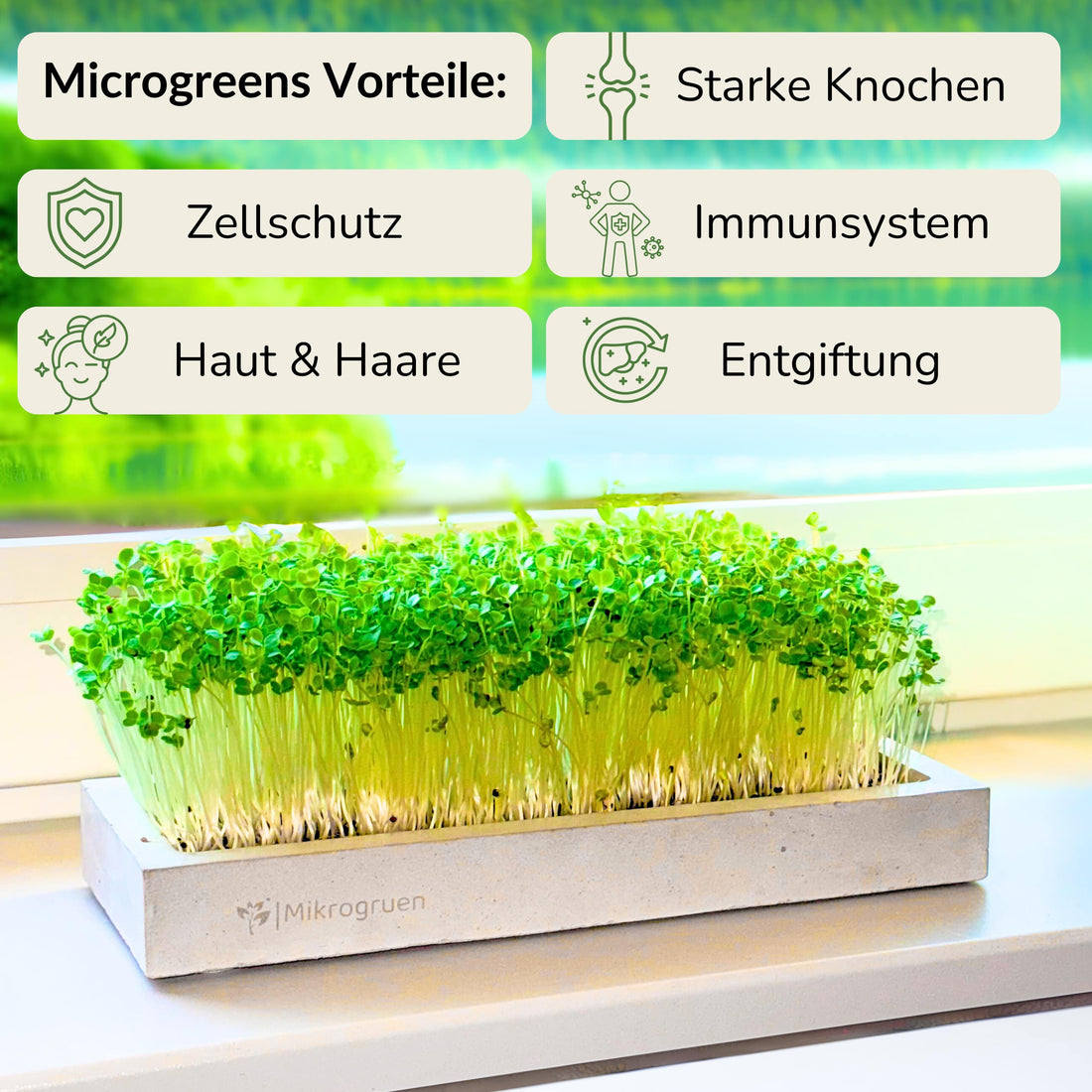Microgreens Maxi Set