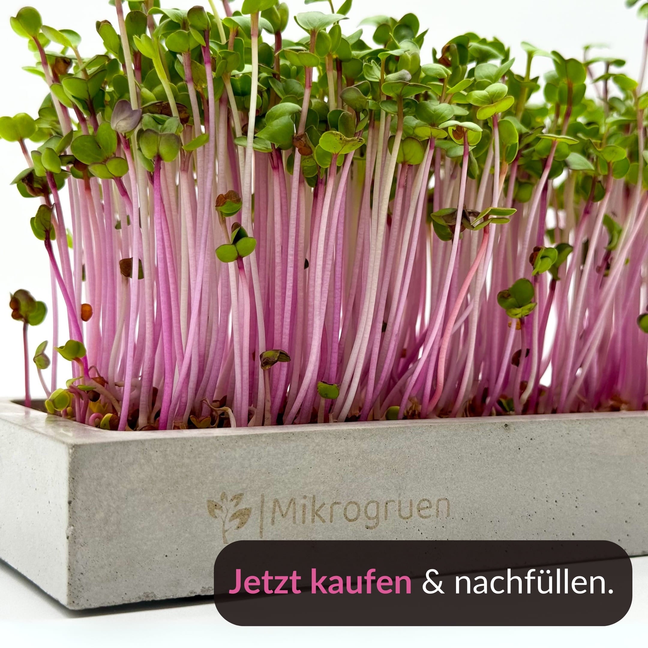 Microgreens Refill Kit