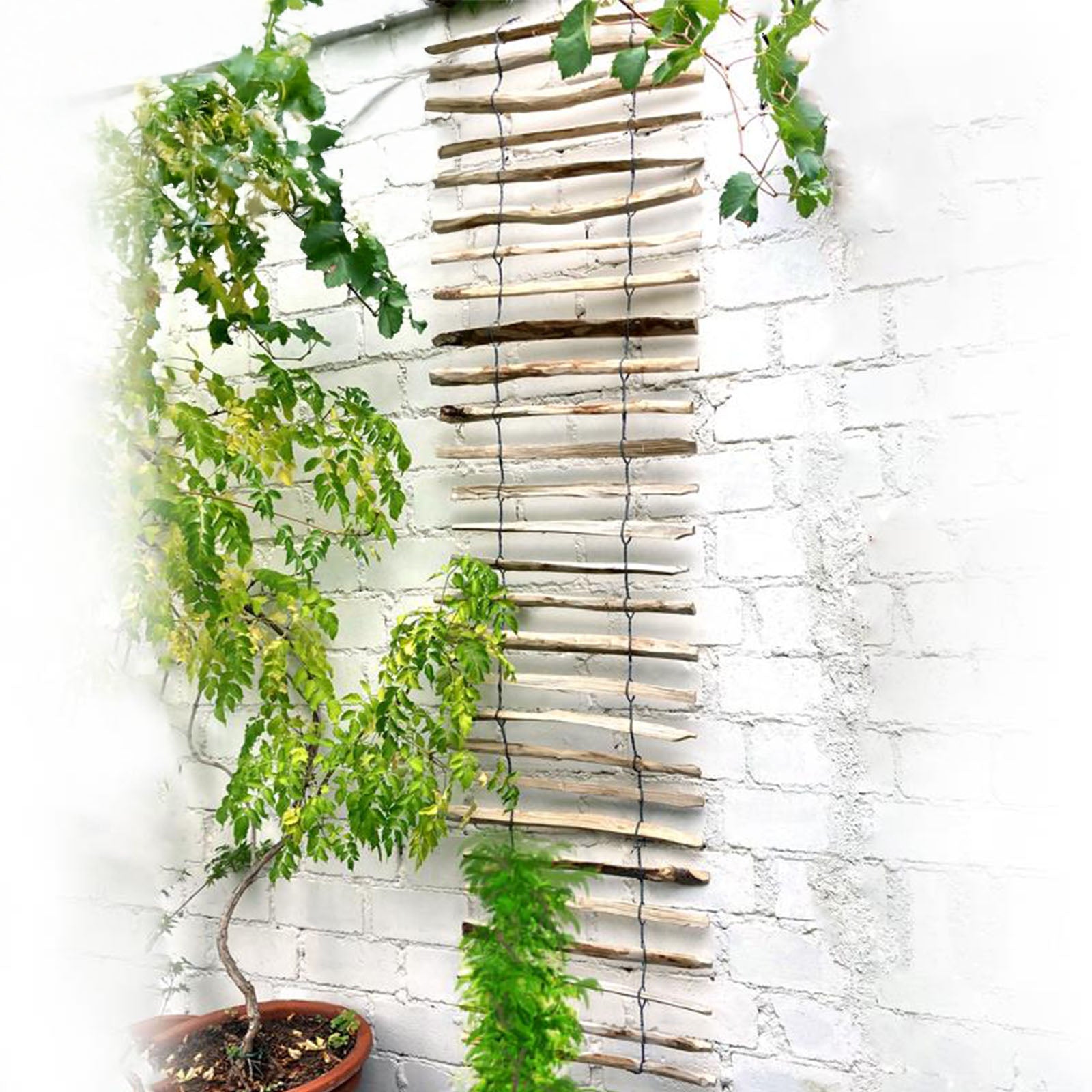 Haselnuss-Rankhilfe - 50x200 cm