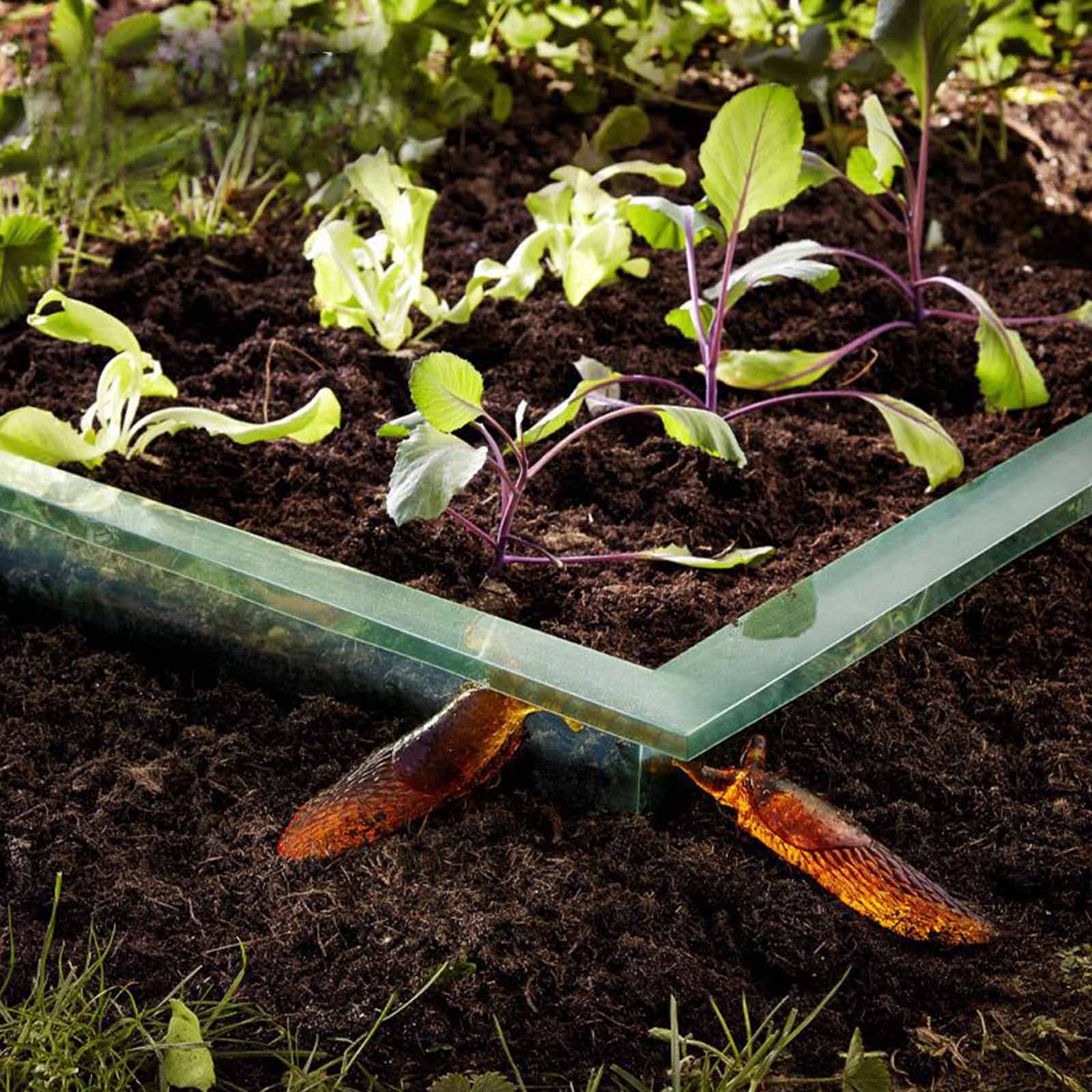 Premium Schneckenbarriere - 0,2x8 m